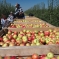 Рабочий на сбор урожая яблок