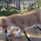 Котёнок в дружную семью 1