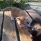 Котёнок в дружную семью 3