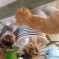 Котёнок в дружную семью