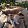 Котёнок в дружную семью 4