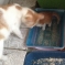 Котёнок в дружную семью 6