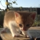 Котёнок в дружную семью 7